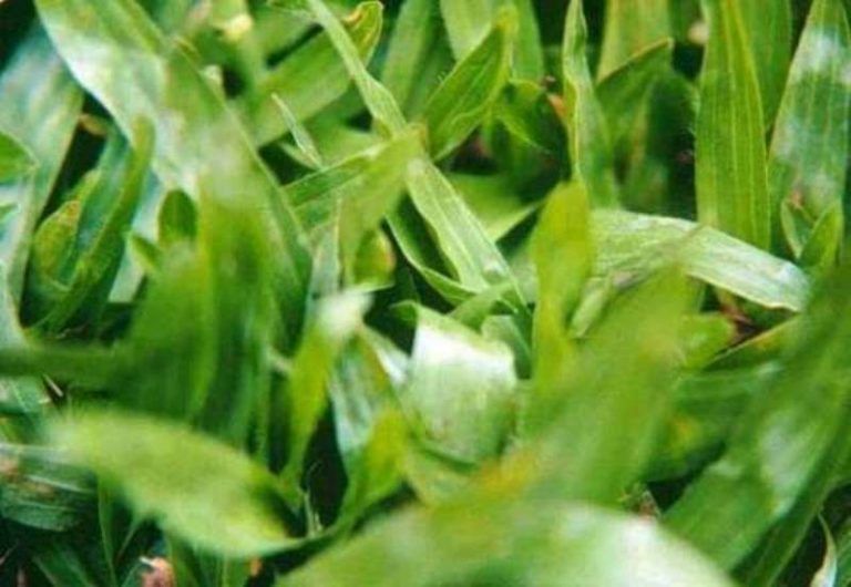 Semente de Grama São Carlos - Grama São Carlos BH